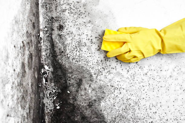 Best Professional Mold Removal  in Dixon, IL