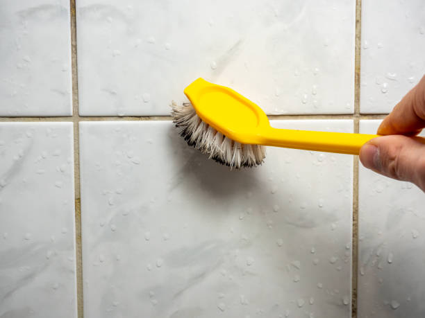 Attic Mold Removal in Dixon, IL