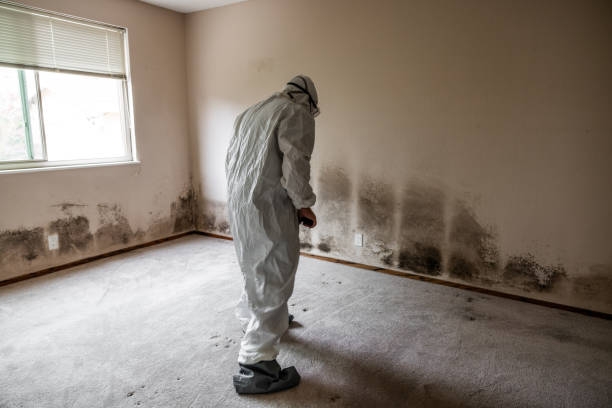 Best Attic Mold Removal  in Dixon, IL