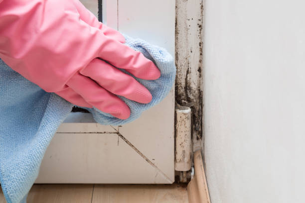Best Certified Mold Removal  in Dixon, IL