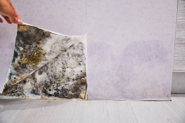 Mold Removal and Inspection in Dixon, IL
